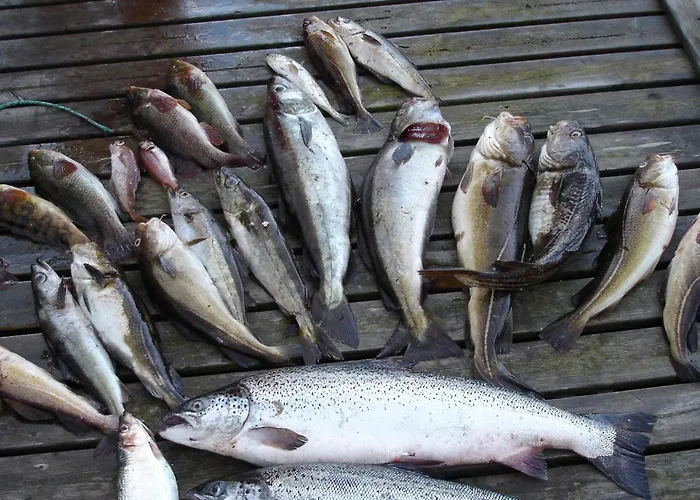 12 Person In Jelsa * Jelsa